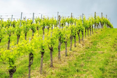 Landscape of the wine yards growing on the hills of southern styria, Austria