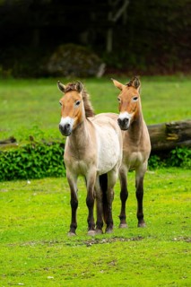 Przewalski's horse (Equus ferus przewalskii) standing on a meadow, Austria, Germany