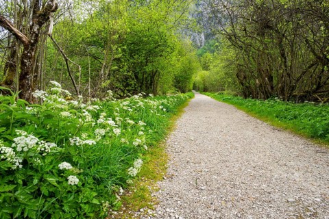 Walking trail going through the forest in spring on a cloudy day, Bavaria, Germany