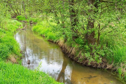Lanscape of a little stream flowing through the forest in spring on a rainy day, Bavaria, Germany