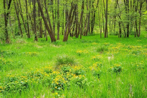 Moorland with blooming Marsh-marigold (Caltha palustris) in a Common alder (Alnus glutinosa) forest