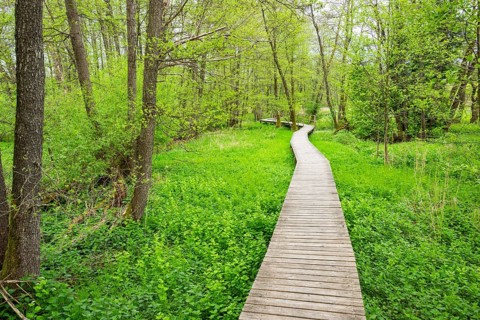 Walking trail going through the forest in spring on a cloudy day, Bavaria, Germany