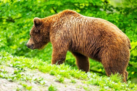 Eurasian brown bear (Ursus arctos arctos) in a forest, Austria