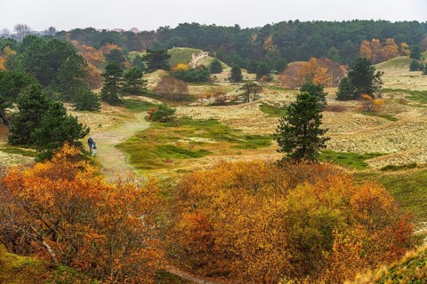 Dune sheep of Ostplate, in the east of the East Frisian island of Spiekeroog, autumn, brown dunes,