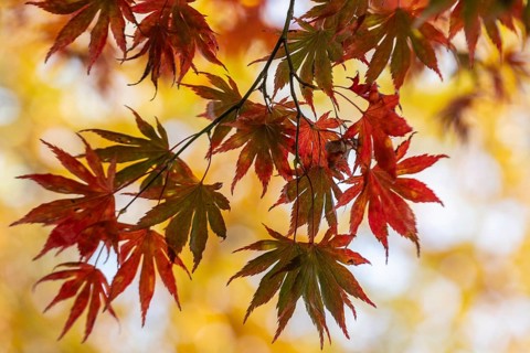 Japanese Japanese maple (Acer palmatum Trompenburg) in autumn leaves, Emsland, Lower Saxony,