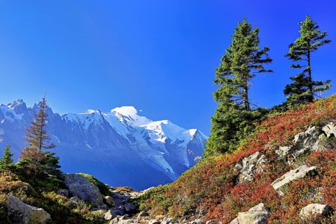 Firs stand in an autumnal landscape with the snow-covered Mont Blanc massif in the background,