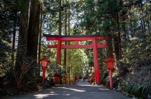 Trail through the forest with red torii, Hakone Shrine, Shinto Shrine, Hakone, Japan