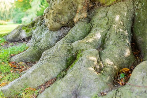 Tree trunk and roots of an old beech tree in Muskauer Park, UNESCO World Heritage, Bad Muskau,