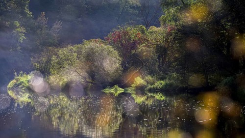 Autumn landscape, trees reflected in water, Thaya River, Thaya Valley National Park, Lower Austria,
