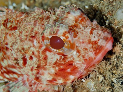 Close-up of Little Red Dragon Head (Scorpaena notata) with a clear eye on the seabed in the