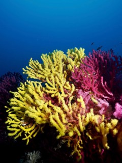 Bright yellow and pink corals, yellow gorgonia (Eunicella cavolinii) and color-changing gorgony