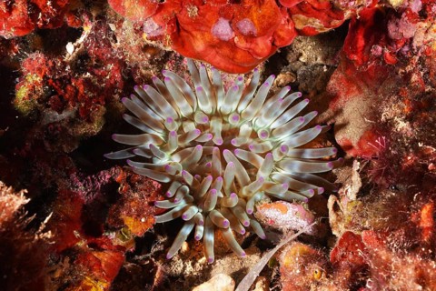 A brightly colored sea anemone, rock rose (Cribrinopsis crassa), unfolds its tentacles in the