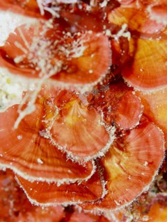 Scale leaf (Peyssonnelia squamaria) with flower-like orange-red structures underwater in the