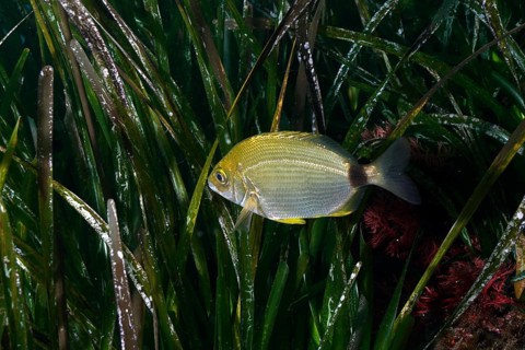 A ringed bream (Diplodus anularis), bream, swims through green seagrass, Neptune grass (Posidonia