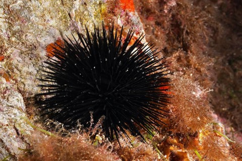 Black sea urchin (Arbacia lixula) on a reef surrounded by algae in the Mediterranean near Hyères,