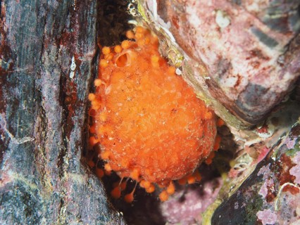 Bright orange sea sponge, sea orange (Tethya aurantium) between rocks at the bottom of the sea in