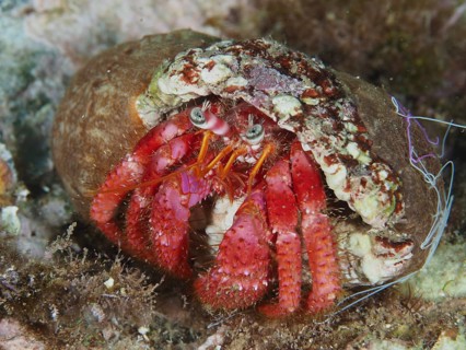 Large red hermit crab (Dardanus calidus) in a snail shell on the seabed in the Mediterranean near