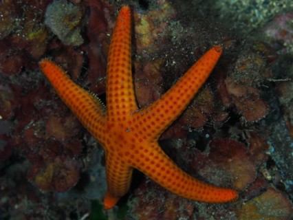 An orange starfish (Hacelia attenuata) on the seabed between seaweed in the Mediterranean near
