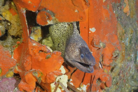 A Mediterranean moray eel (Muraena helena) looks out of the engine compartment of an airplane wreck