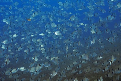 Large swarm of silver two-banded bream (Diplodus vulgaris) in deep blue water in the Mediterranean