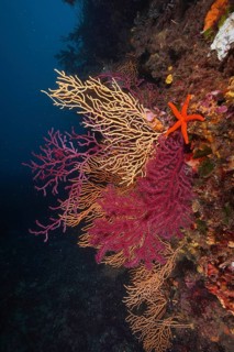Colourful coral reef with a starfish, red starfish (Echinaster sepositus), colour-changing gorgony