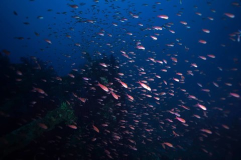 Swarm of small fish, Mediterranean sea bass (Anthias anthias), swimming in the deep blue