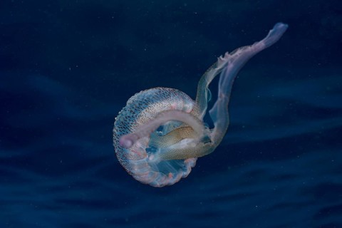 Transparent jellyfish (Pelagia noctiluca) swims in the deep blue Mediterranean near Hyères, Giens