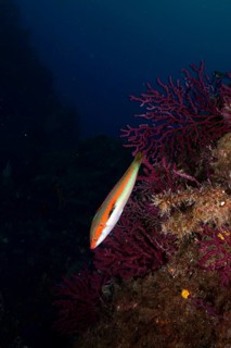 Colourful merjunker (Coris julis) floating next to purple coral, colour-changing gorgonia