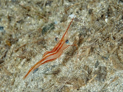 Striped shrimp with distinctive eyes, unicorn shrimp (Plesionika narval), on sandy ground in