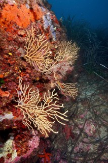 Slender corals, yellow gorgonia (Eunicella cavolinii), spread out along a colorful rock face in the