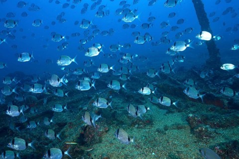 Fish swarm of two-banded bream (Diplodus vulgaris) swimming over a wreck covered with algae in the