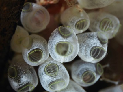 Several transparent dwarf sea spids (Pycnoclavella nana), sea sharks, in a close-up view in the