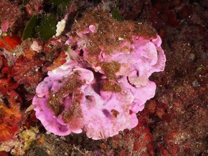 Pink spread stone leaf (Mesophyllum expansum) with clusters of brown algae on a colorful seabed in