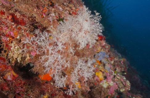 White, filigree grape-shaped tree polyp (Eudendrium racemosum), hydrozoe, on colorful seabed under