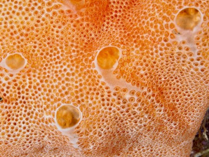 Close-up of Mediterranean sea strawberry (Aplidium elegans), sea silk, with round pattern in the