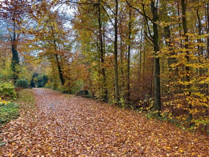 Path completely covered with leaves Footpath through forest Wittringer Wald recreation area in