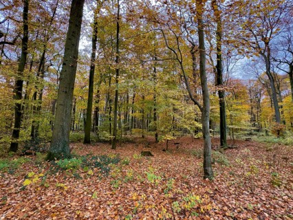 Ground covered by fallen leaves Forest soil in forest of palace gardens Park von Haus Wittringen