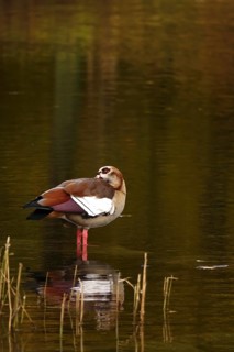 Nile goose on a lake, autumn, Germany