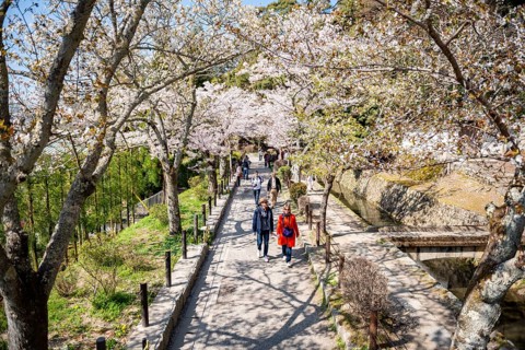 Footpath along a canal, cherry blossoms in spring, Philosopher's Path or Tetsugaku no michi, Kyoto,