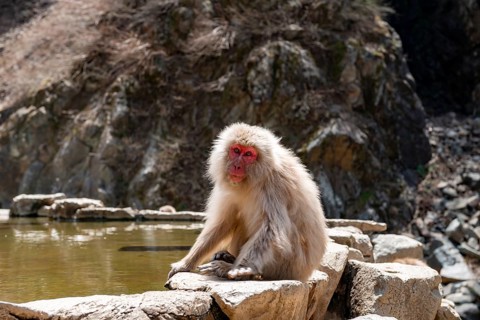 Japanese macaque (Macaca fuscata) sitting on rocks near water, Yamanouchi, Nagano Prefecture,