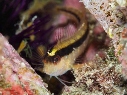 A detailed image of a small fish, longstriped hagfish (Parablennius rouxi), hidden among the