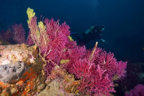 Divers next to colorful corals, color-changing gorgonia (Paramuricea clavata), in the deep blue sea