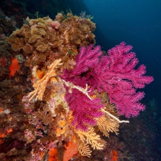 Versatile purple coral formations, color-changing gorgony (Paramuricea clavata), in the depth of a