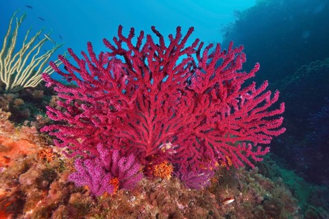 Brilliant red and purple corals, color-changing gorgonia (Paramuricea clavata), form a lively