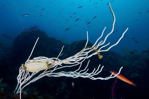 Egg capsule of large spotted cat shark (Scyliorhinus stellaris) attached to white gorgony
