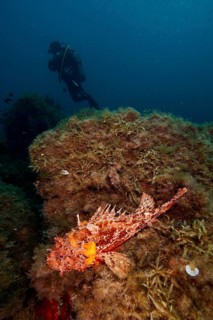 A diver approaches a scorpionfish, Great Red Dragon Head (Scorpaena scrofa), on a rock covered with
