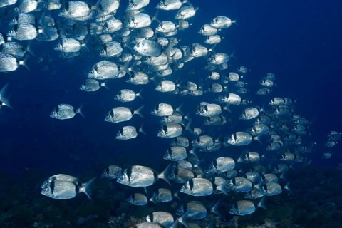 Large swarm of two-banded bream (Diplodus vulgaris) deep in the Mediterranean Sea near Hyères,