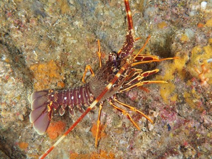 Side view of European crawfish (Palinurus elephas) with striking colors in the Mediterranean near