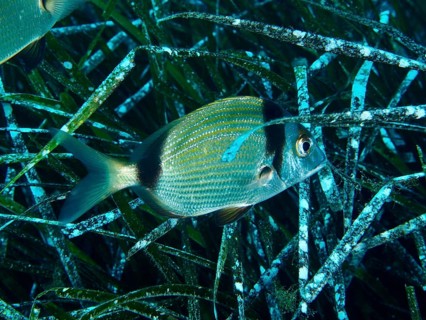 A single two-banded bream (Diplodus vulgaris) swims between Neptune's grass (Posidonia oceanica) in