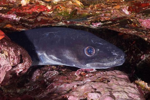 A sea eel (Conger conger) hides in a rocky cave, its eyes sparkle in the low light of the